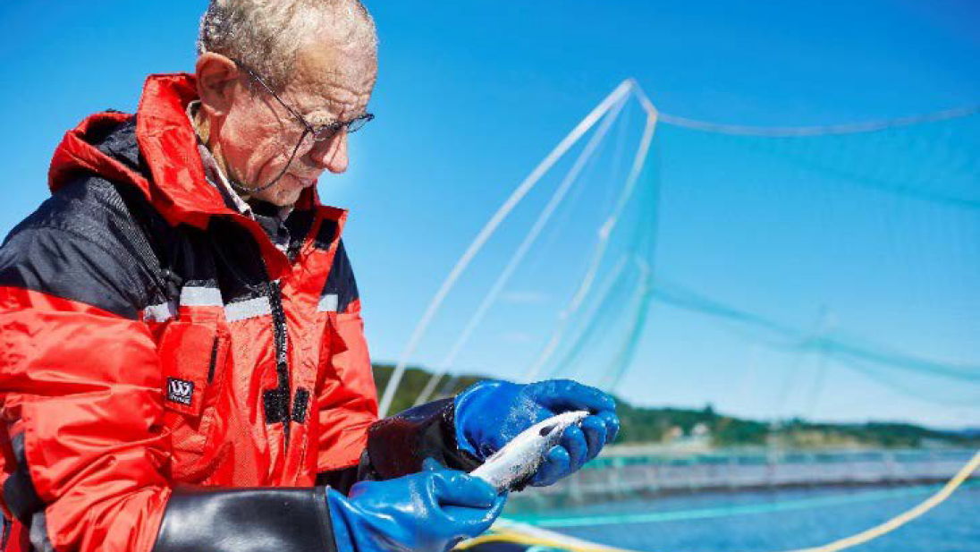 Mann i arbeidstøy står ved en merd og studerer en fisk han har i hånden