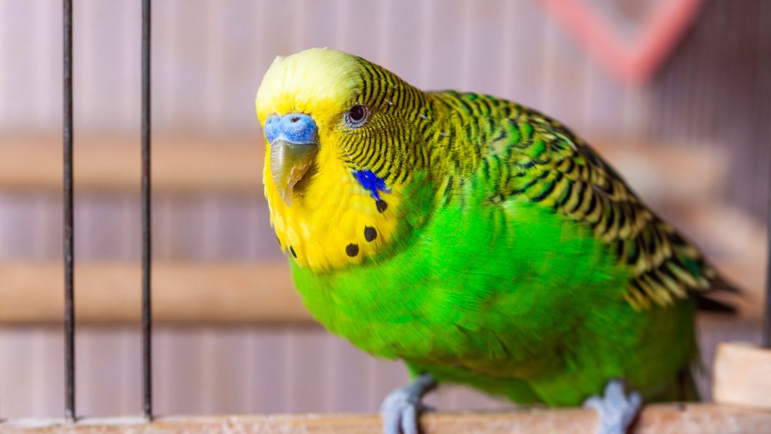 Undulatene er små, langhalede papegøyer, opprinnelige grønne parakitter fra Australia. Foto: Colourbox