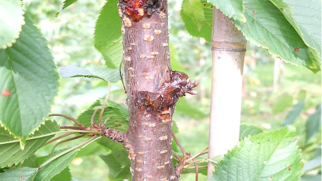 Plante med gummiflod fra bark og infeksjon på blad