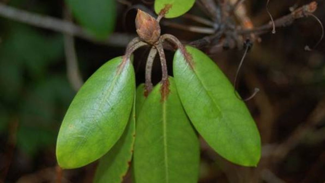 Rhododendron-knopp og blader med begynnende angrep av Phytophthora ramorum