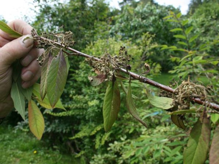 Pærebrann på Cot cornubia blomst og blad