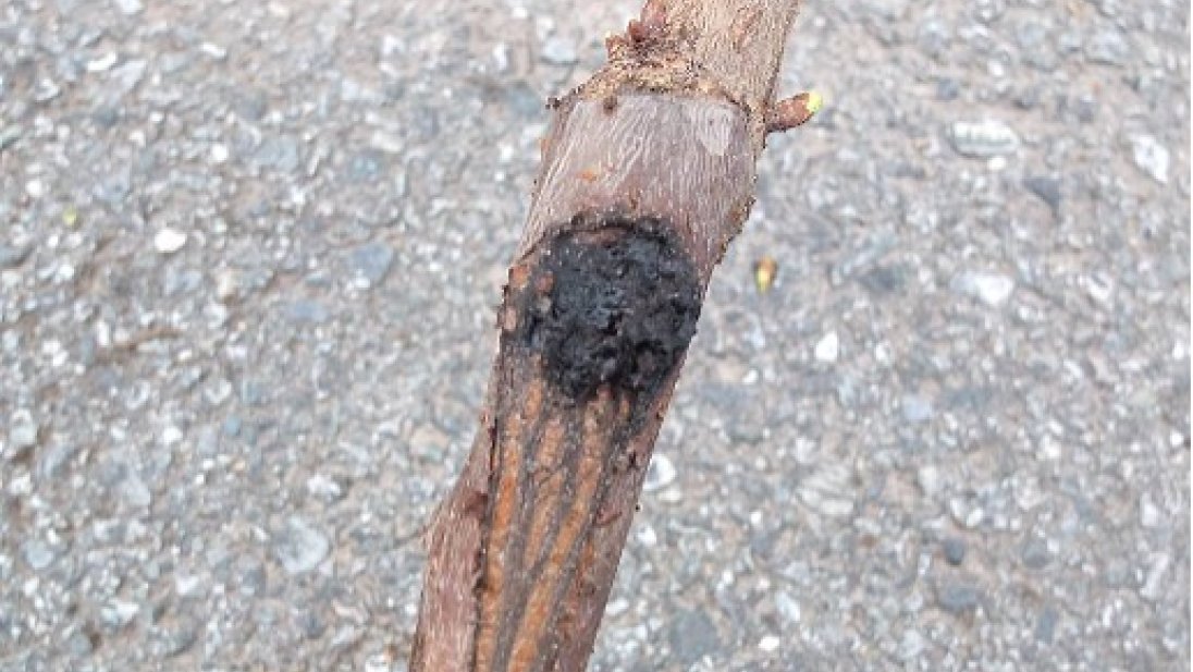 Bilde av bakteriekreft