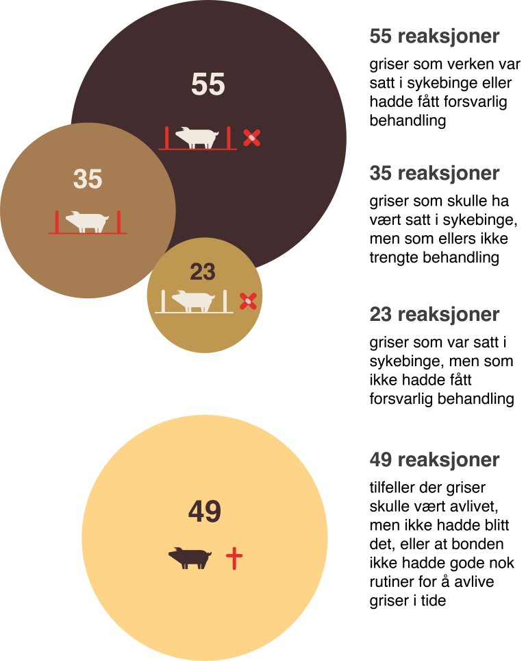 Figuren viser årsaker til reaksjoner fra Mattilsynet når det gjelder brudd på reglene for behandling av syke og skadde dyr. 35 reaksjoner gjaldt griser som skulle ha vært satt i sykebinge, men som ellers ikke trengte behandling. 23 reaksjoner gjaldt griser som var satt i sykebinge, men som ikke hadde fått forsvarlig behandling. 55 reaksjoner gjaldt griser som verken var satt i sykebinge eller hadde fått forsvarlig behandling. 49 reaksjoner gjaldt tilfeller der griser skulle vært avlivet, men ikke hadde blitt det, eller at bonden ikke hadde gode nok rutiner for å avlive griser i tide.