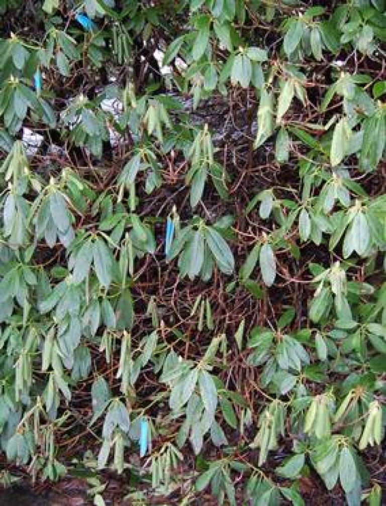 Rhododendronplante med karakteristiske symptomer på Phytophthora ramorum