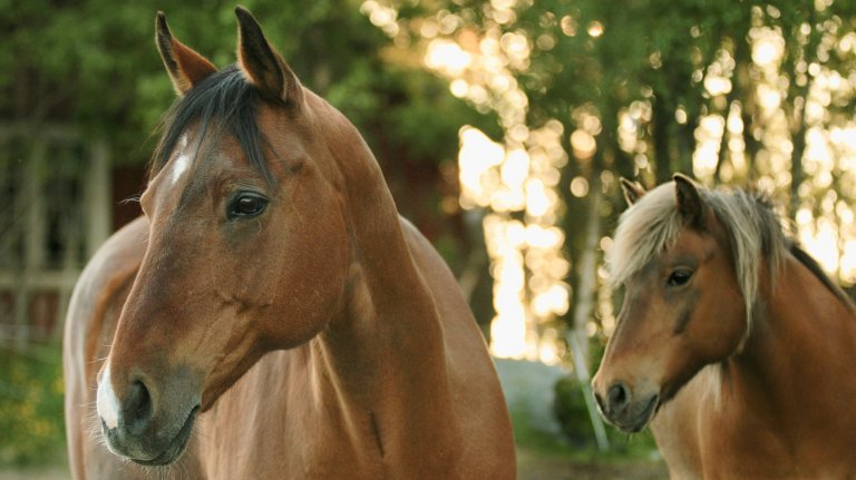 Bilde av to brune hester