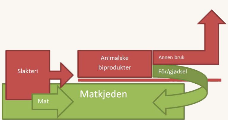 Figur som viser gangen i animalske biprodukter. At noe fra slakteriene går til matkjeden og noe blir til animalske birodukter.