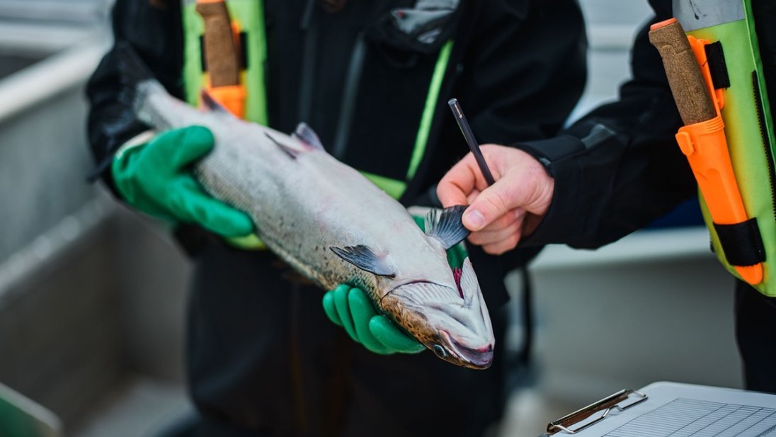 Lusetelling på akvakulturanlegg