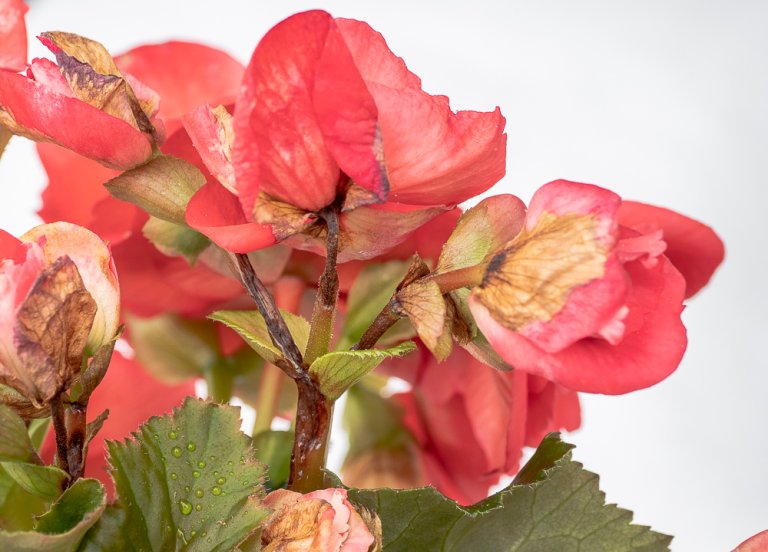 Begonia med nekroser på blomser og blomsterstilker