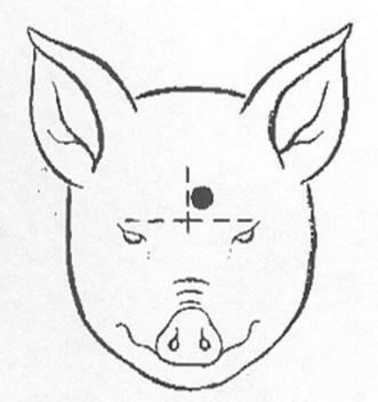 Illustrasjon av grisehode sett forfra med markering av hvor bolten skal treffe i grisens panne