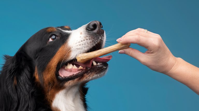 Berner sennen hund som spiser hundemat