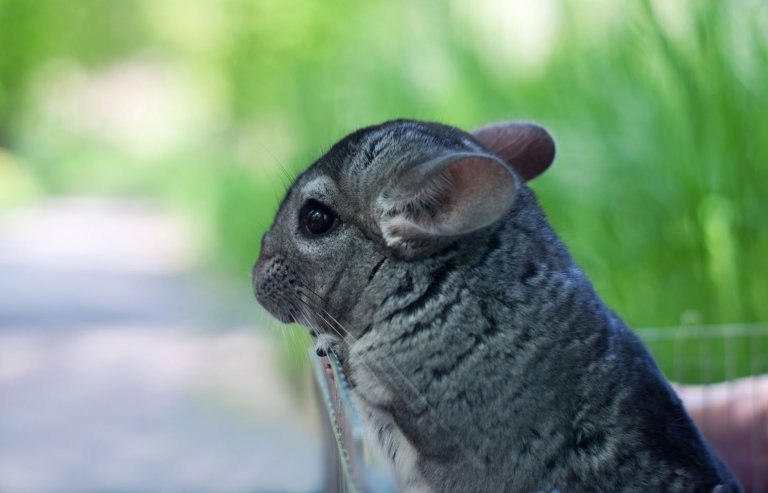 chinchilla.jpg