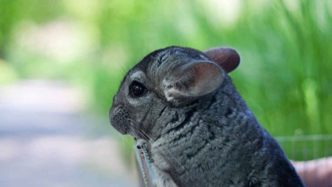 Bildet viser en ung chinchilla, men en chinchilla kan faktisk bli opp til 20 år. Foto: Colourbox