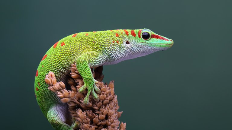 Bilde av en stor daggekko