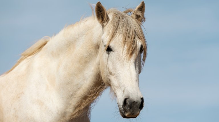 bilde av en hvit hest