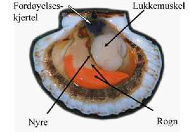 Et åpent kamskjell hvor fordøyelseskjertel, nyre, rogn og lukkemuskel er markert.