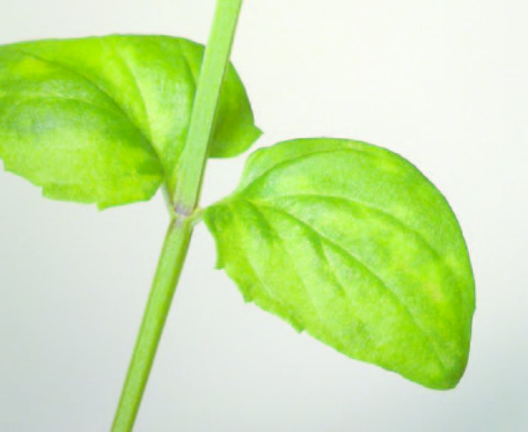 Diascia med tospovirus