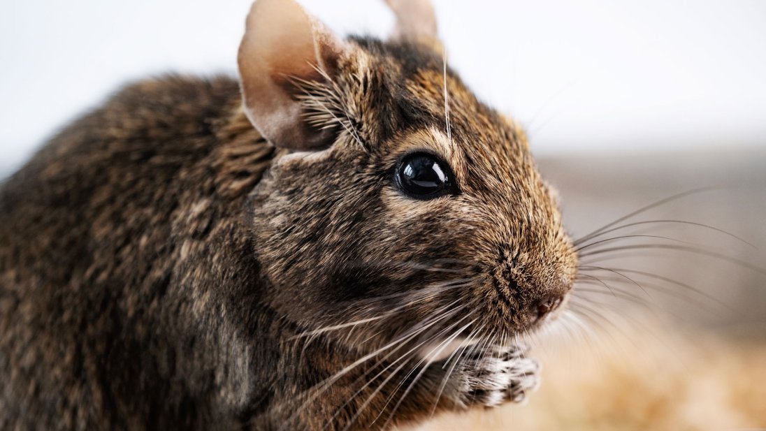 Degusen kommer opprinnelig fra Chile og er i slekt med chinchillaen og marsvinet. Foto: Colourbox