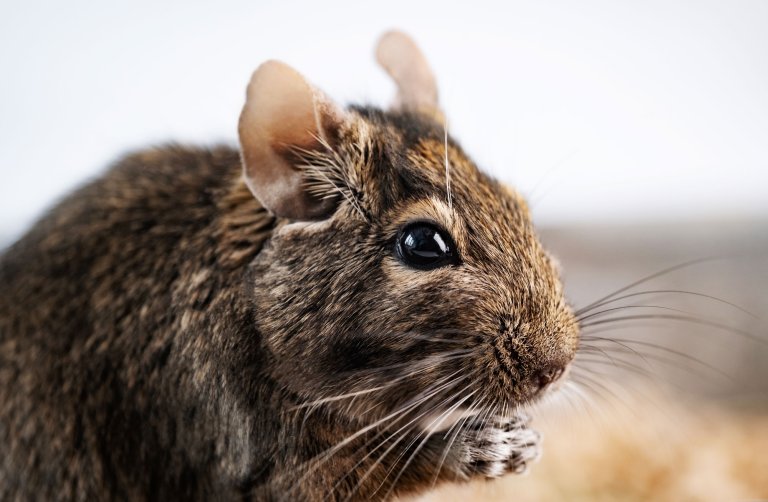 degus.jpg