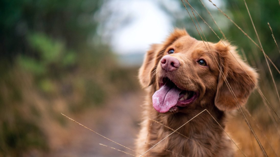 Bilde av en toller hund