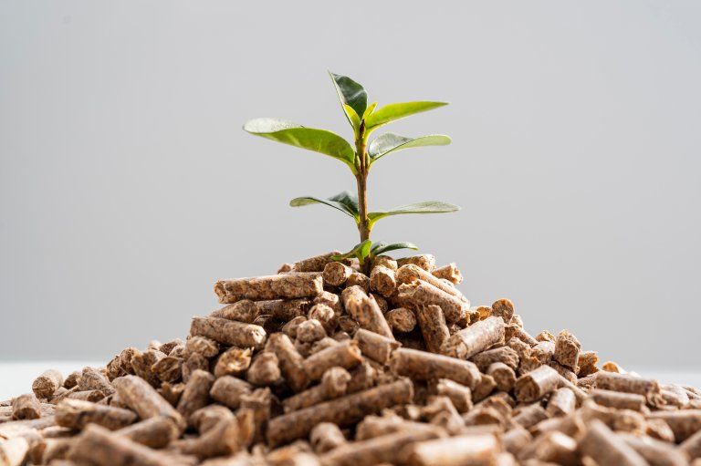 Sapling growing out of a small pile of pellets